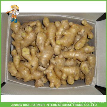 Fresh Ginger And Garlic Ginger Supplier Fresh Ginger